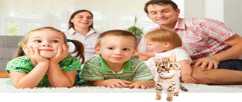 Home Carpet Cleaning